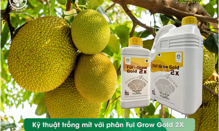 Kỹ thuật trồng mít