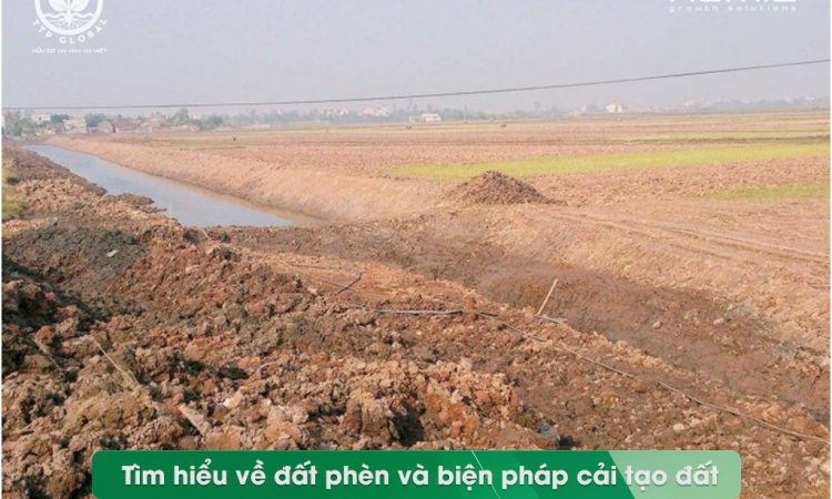 Tìm hiểu về đất phèn và biện pháp cải tạo đất phèn hiệu quả