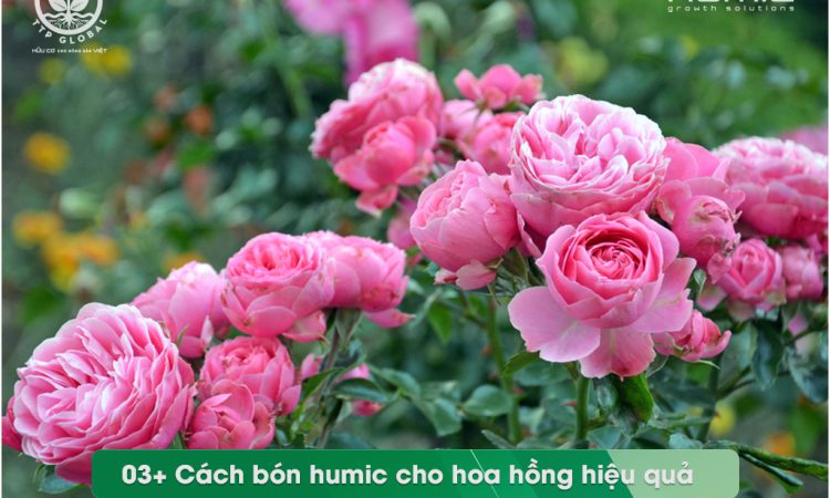 Cách bón humic cho hoa hồng