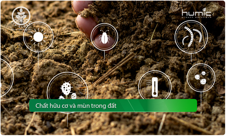 Chất hữu cơ và mùn trong đất