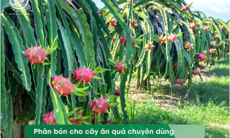 Phân bón cho cây ăn quả chuyên dùng