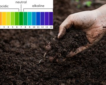 Độ pH trong đất. Cách tăng độ pH cho đất