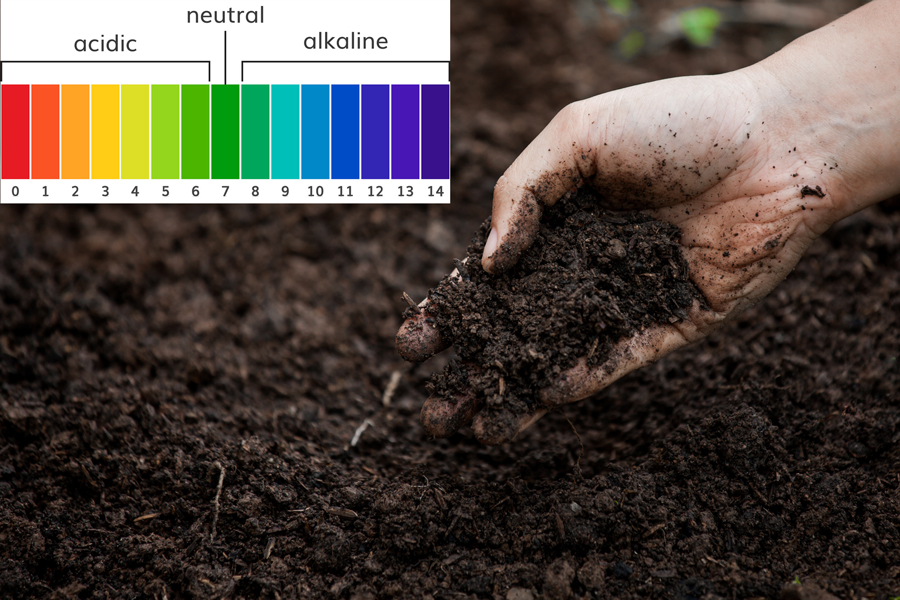 Độ pH trong đất. Cách tăng độ pH của đất