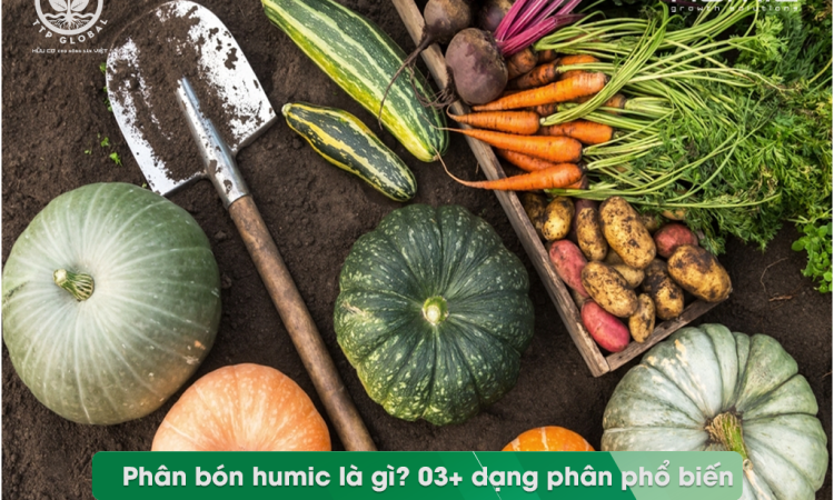 ảnh hương của phân bón