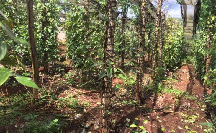 Bệnh chết nhanh trên cây hồ tiêu