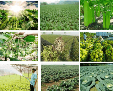Bón phân hữu cơ giúp tăng năng suất - chất lượng cây trồng