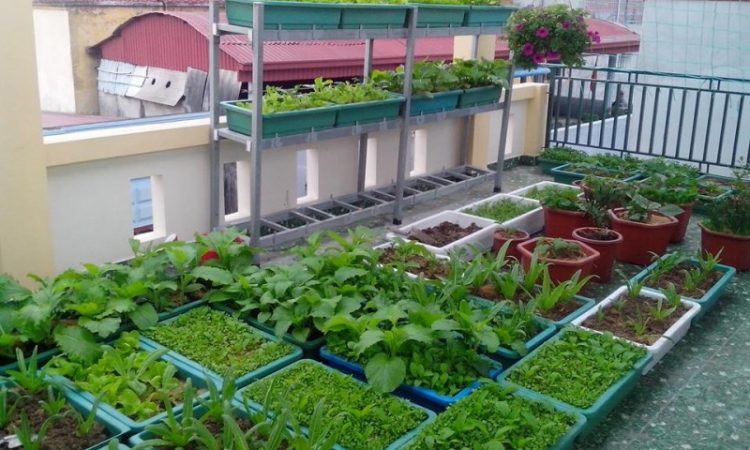 Kỹ thuật bón phân cho rau sạch tại nhà