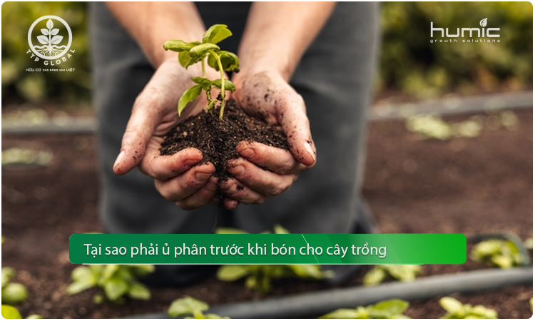 tại sao ủ phân hữu cơ trước khi bón