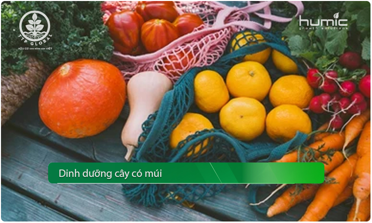 dinh-duong-cay-co-mui
