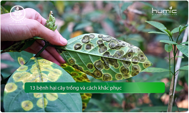13 bệnh hại cây trồng và cách khắc phục