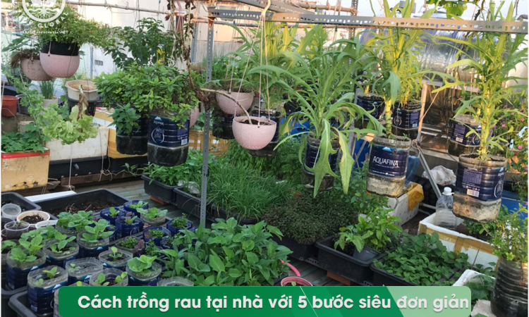 Cách trồng rau tại nhà với 5 bước siêu đơn giản