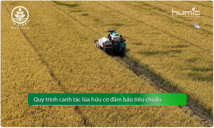 Quy trình canh tác lúa hữu cơ