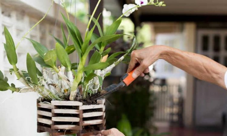 Phân hữu cơ cho lan