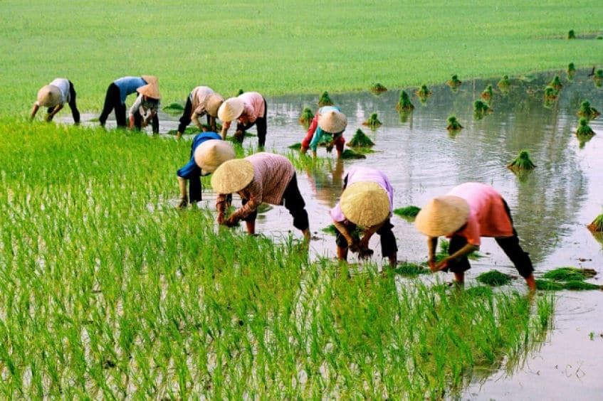 Quy trình canh tác lúa hữu cơ đảm bảo tiêu chuẩn, chất lượng hạt gạo
