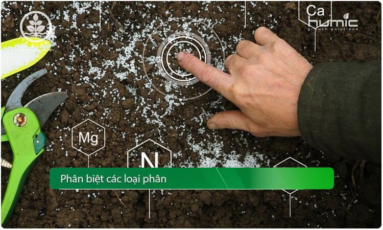 phân biệt các loại phân