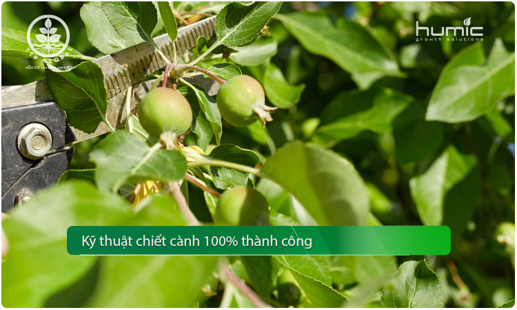 chiết cành là gì