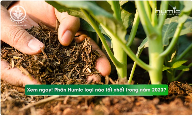 Phân Humic loại nào tốt nhất tại TTP Global?