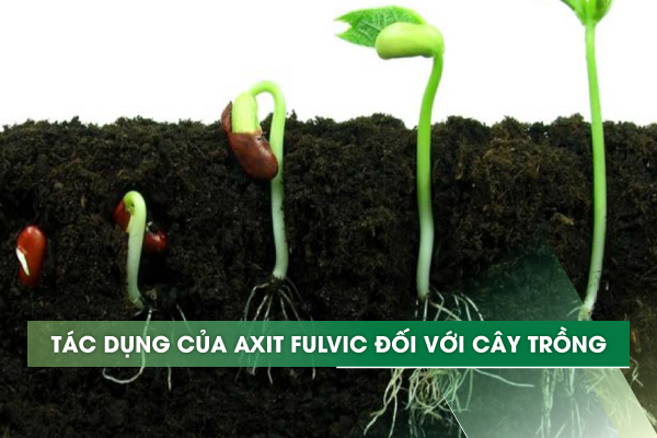 Tác dụng acid fulvic đối với cây trồng