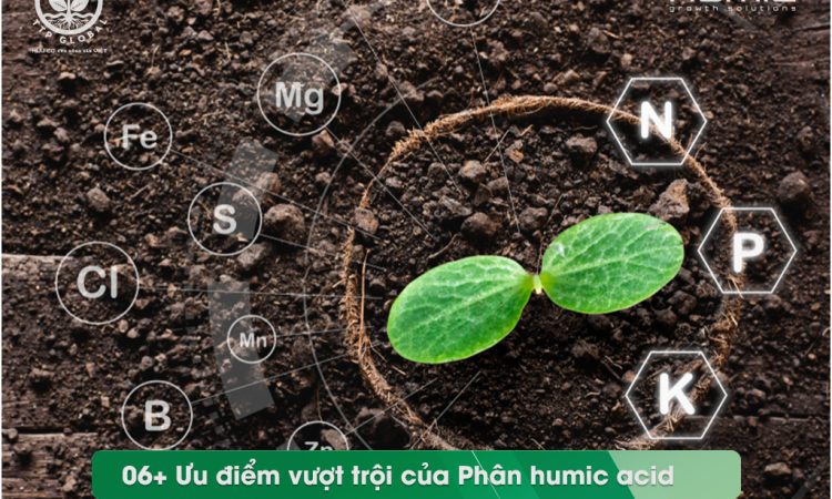 06+ Ưu điểm vượt trội của phân humic acid trong sản xuất hữu cơ