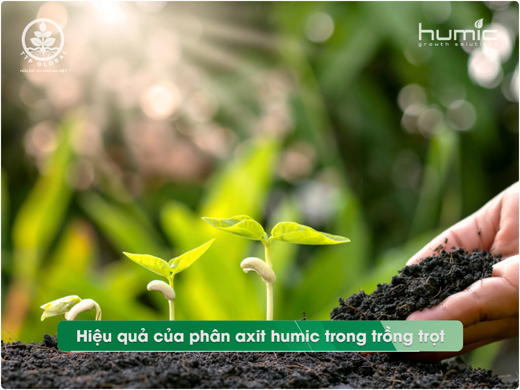 Hiệu quả của phân axit humic trong quá trình trồng trọt