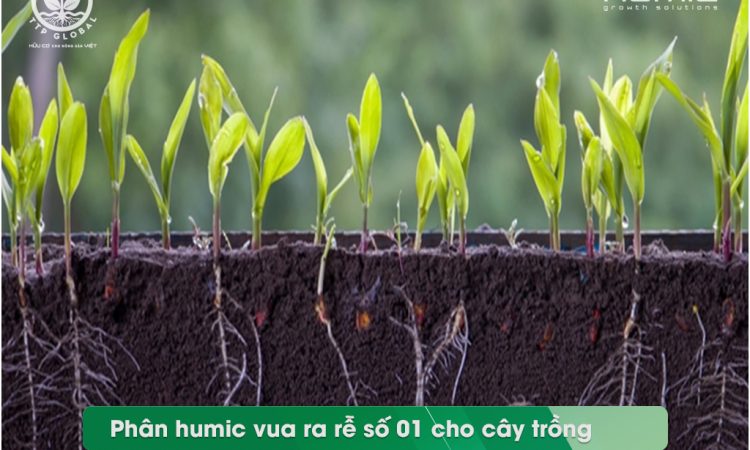 Phân humic vua ra rễ số 01 cho cây trồng
