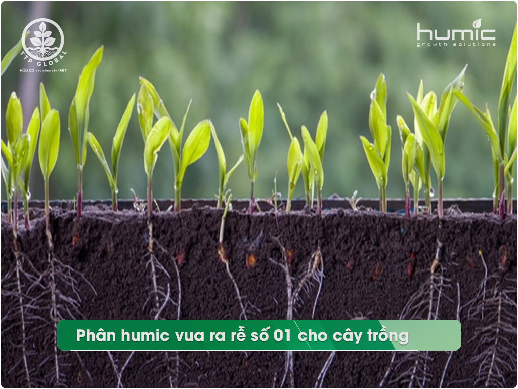 Phân humic vua ra rễ số 01 cho cây trồng