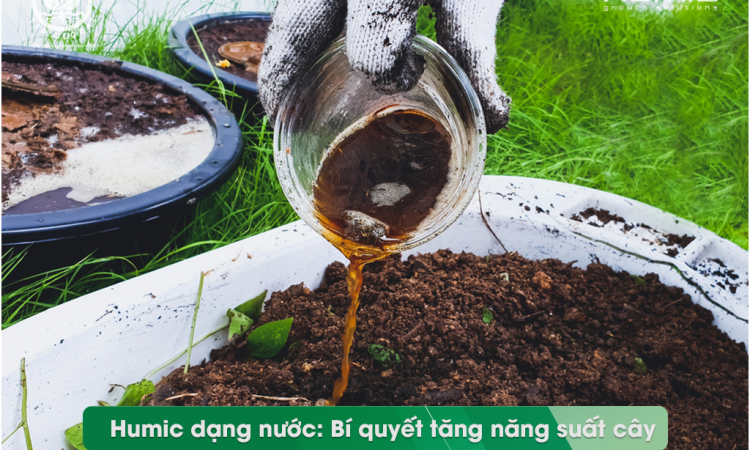 Humic dạng nước: Bí quyết tăng năng suất cây trồng