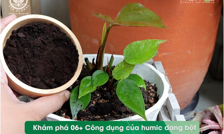 Khám phá 06+ Công dụng của humic dạng bột - Humi[K] WSP