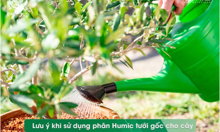 Lưu ý khi sử dụng phân Humic tưới gốc cho cây trồng