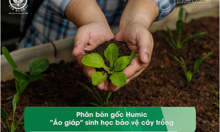 Phân bón gốc humic: "Áo giáp" sinh học bảo vệ cây trồng
