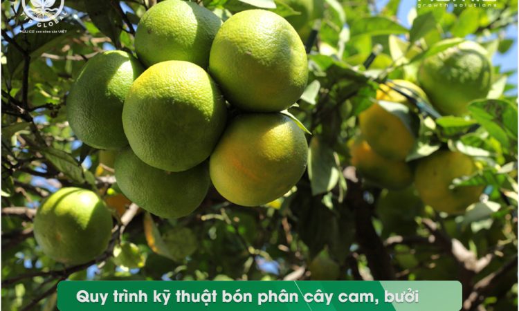 Quy trình kỹ thuật bón phân cây cam, bưởi qua các giai đoạn