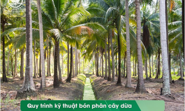 Quy trình kỹ thuật bón phân cho cây dừa qua các giai đoạn