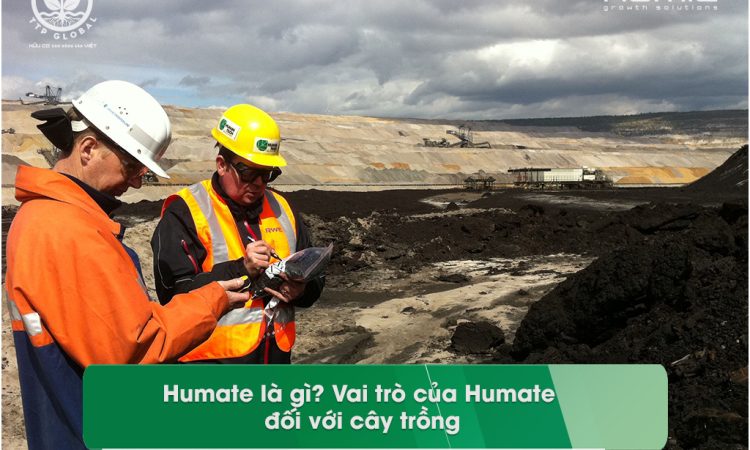 Humate là gì - Vai trò của Humate đối với cây trồng