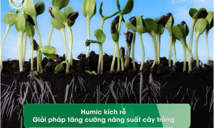 Humic kích rễ: Giải pháp tăng cường năng suất cây trồng
