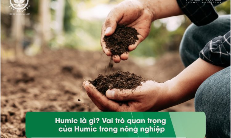 Humic là gì? Vai trò quan trọng của Humic trong nông nghiệp