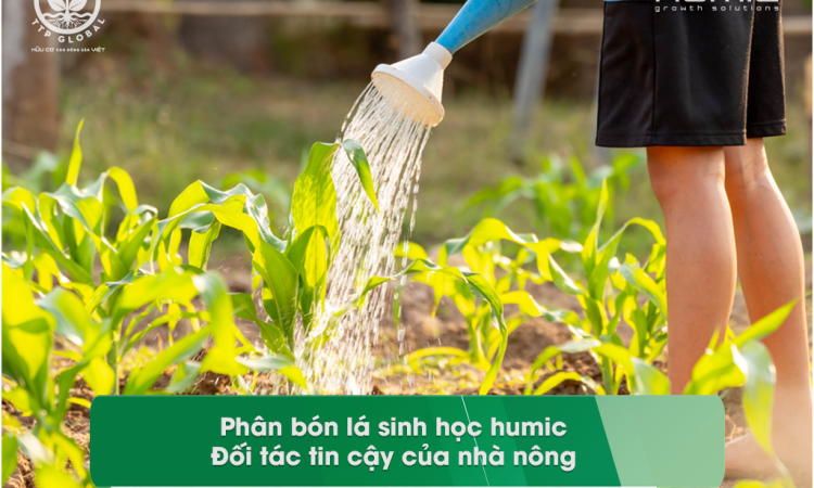 Phân bón lá sinh học humic: Đối tác tin cậy của nhà nông