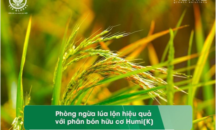 Phòng ngừa lúa lộn hiệu quả với phân bón hữu cơ Humi[K]
