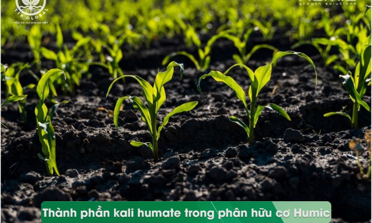 Thành phần kali humate trong phân hữu cơ Humic